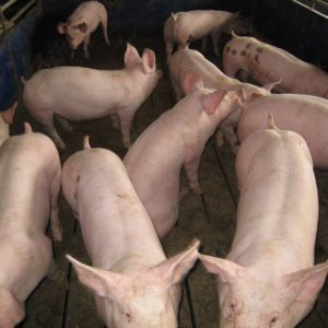 Layer house turnkey project