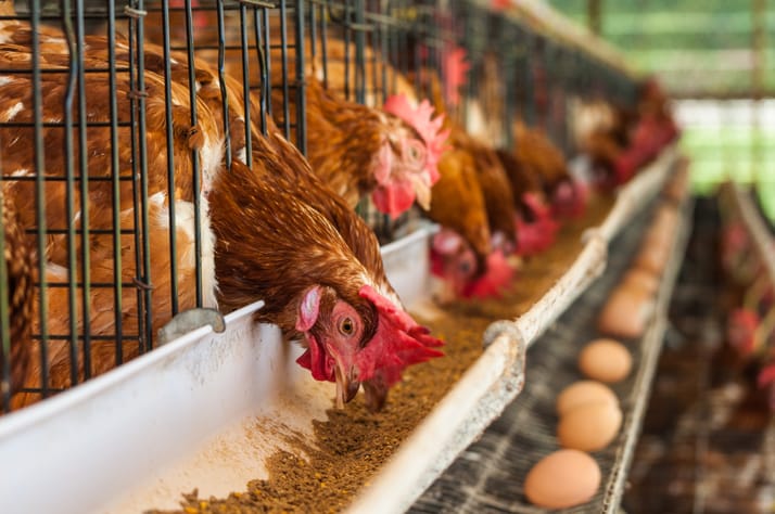 Using chicken meat and eggs as cheap protein source for fighting hunger in  the developing world