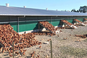 Poultry Farming