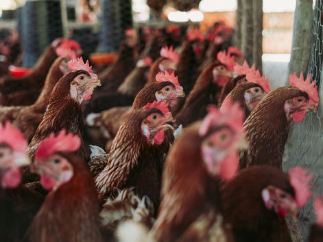 Poultry Industry