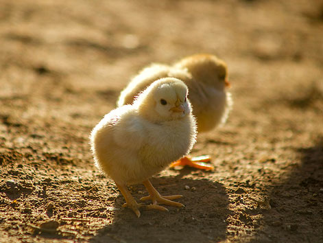 Broiler Chickens