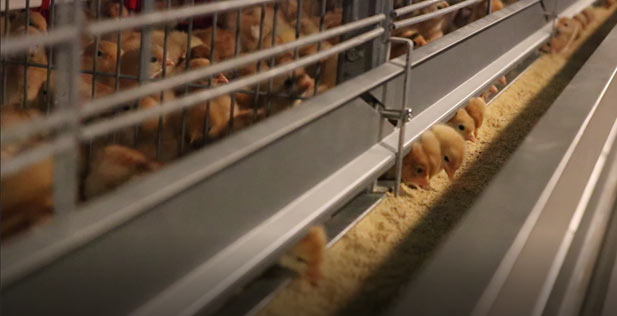 poultry farming projects