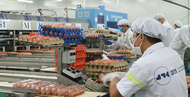 poultry farming projects