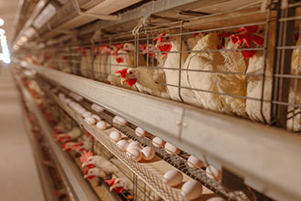Poultry Farming