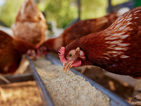 Broiler Farm