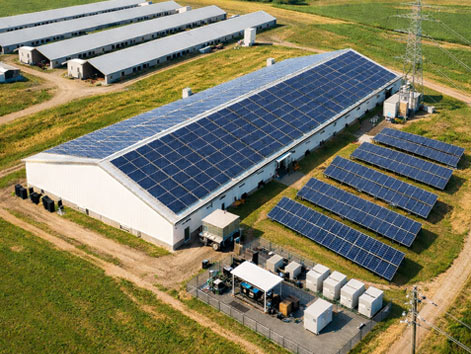 Modern Broiler House Design