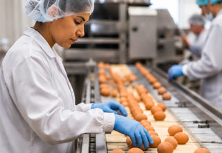 egg production