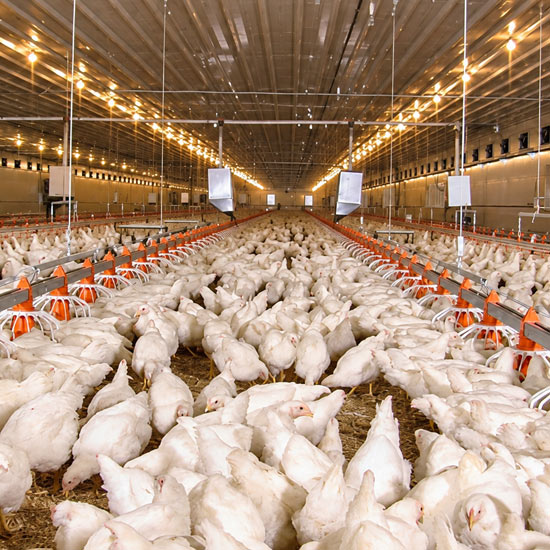 Poultry hatchery with incubators