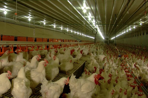Breeder & Pullet Farms