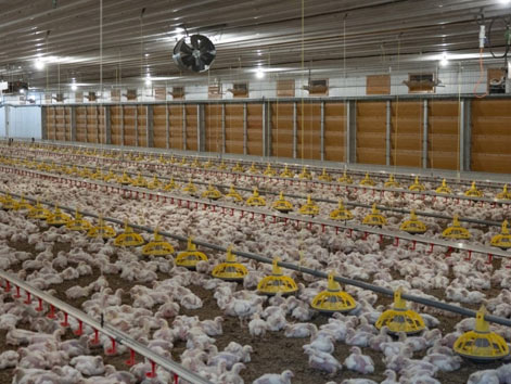 Twin Broiler House